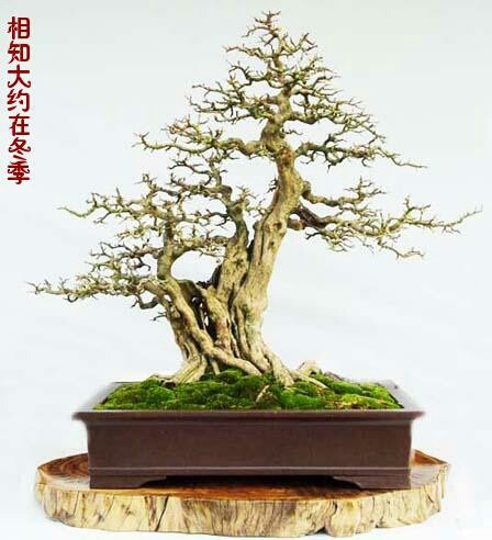 盆景花卉珍稀苗木交流