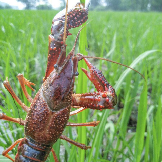 合肥小龙虾养殖沟通群