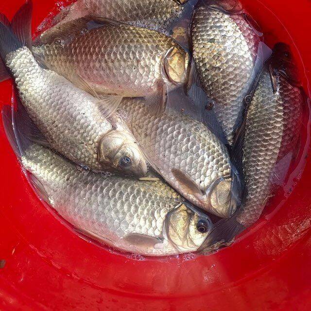 合肥钓鱼交流群