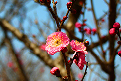 南京梅花节