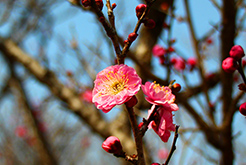 南京梅花节